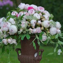 Rosa Hybrid Tea Earth Angel™ Parfuma® (Earth Angel™ Parfuma®)