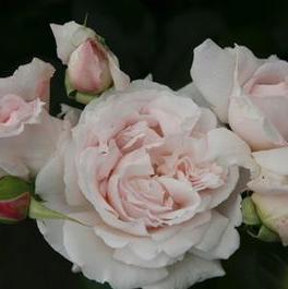 Rosa Floribunda First Crush™ Parfuma® (First Crush™ Parfuma®)