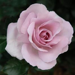 Rosa Floribunda Le Petit Prince™ (Le Petit Prince'&trade;')