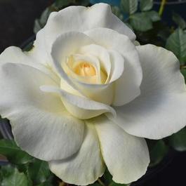 Rosa Hybrid Tea Shirley's Bouquet ™ (Shirley's Bouquet'&trade;')