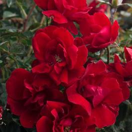 New Bare Root Roses for 2019