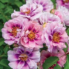 Rosa Landscape/Shrub Easy on the Eyes&trade;(own root) (Easy on the Eyes&trade;(own root))