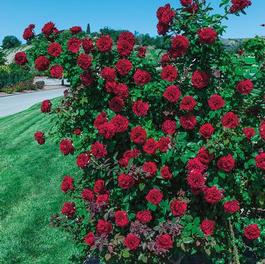 Rosa Climber Lady In Red™ (Lady In Red™)