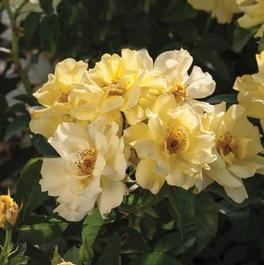 Rosa Landscape/Groundcover Lemon Drift® Rose (Lemon Drift&reg;)