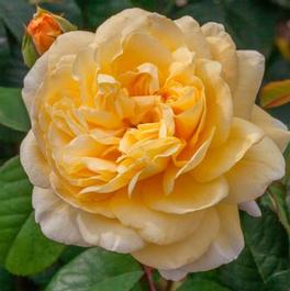 Rosa Hybrid Tea Moonlight Romantica® (Moonlight Romantica&trade;)