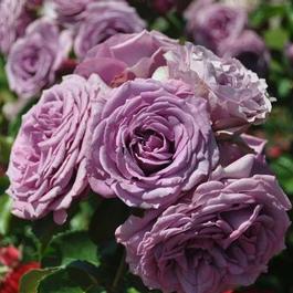 Rosa Climber Quick Silver™ Arborose® (Quick Silver™ Arborose®()