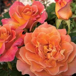 Rosa Floribunda Rosie the Riveter (Rosie the Riveter&trade;)