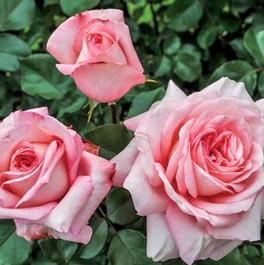 Rosa Hybrid Tea Sunbelt® Savannah™ (Sunbelt® Savannah™)