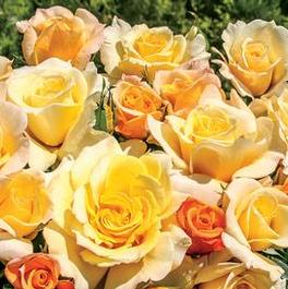 Rosa Hybrid Tea Sunny Sky (Sunny Sky&trade;)