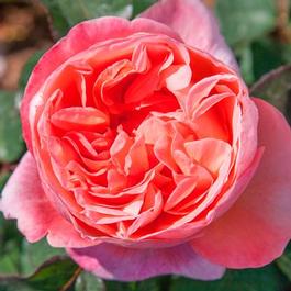 Rosa Hybrid Tea Sweet Mademoiselle® (Sweet Mademoiselle&trade;)
