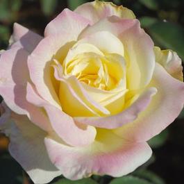 Rosa Hybrid Tea Garden Party (Garden Party)