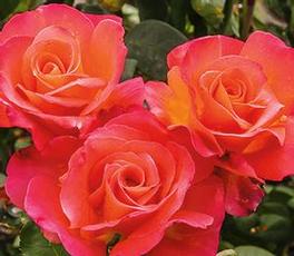 Rosa Hybrid Tea Mikado (Mikado)