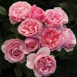 Grandiflora Roses From Regan Nursery Largest Selection Of Bare All Dressed Up New 2019