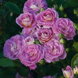 Rosa Floribunda Arctic Blue™ (Arctic Blue™)