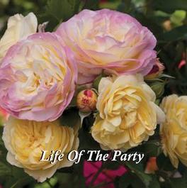 Rosa Floribunda Life of the Party™ (Life of the Party™)