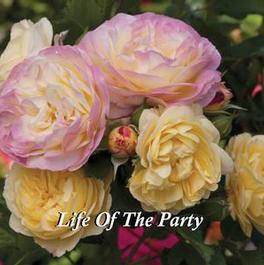 Rosa Floribunda Life of the Party™ (Life of the Party&trade;)