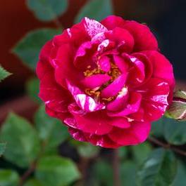 Rosa Miniature Candy Sunblaze® (Candy Sunblaze™)