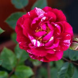Rosa Miniature Candy Sunblaze® (Candy Sunblaze&trade;)