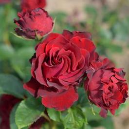 Rosa Floribunda Dancing in the Dark™ (Dancing in the Dark™)