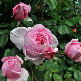Rosa Climber Kiss Me Kate Arborose® (Kiss Me Kate Arborose®)