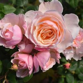 Rosa Floribunda Moonlight in Paris™ (Moonlight in Paris ™)