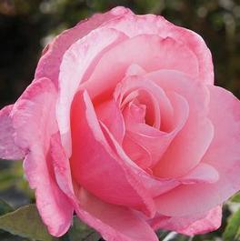 Rosa Hybrid Tea First Prize (First Prize)