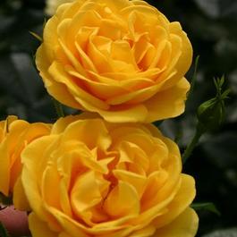 Rosa Floribunda Sunbeam™ Veranda® (Sunbeam&trade; Veranda&reg)