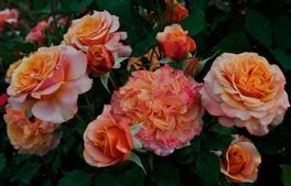 Rosa Grandiflora Crazy Love™ Sunbelt® (Crazy Love™ Sunbelt®)