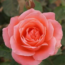 Rosa Grandiflora Camelot (Camelot)
