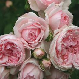 Rosa Floribunda Cinderella Fairy Tale (Cinderella® Fairy Tale)