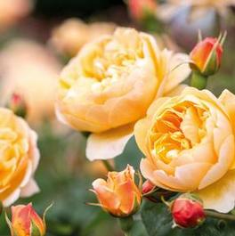 Rosa English Rose Roald Dahl (Roald Dahl™)