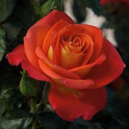 Rosa Floribunda Burst of Joy™ (Burst of Joy™)