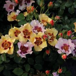Rosa Landscape/Shrub In Your Eyes™ (In Your Eyes™)