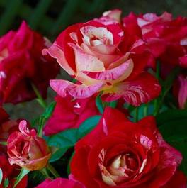 Rosa Floribunda Camille Pissarro™ (Camille Pissarro™)