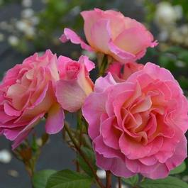 Rosa Hybrid Tea Julie Andrews™ (Julie Andrews™)