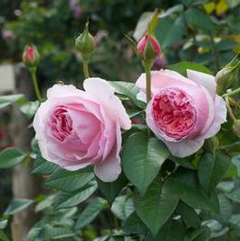 Rosa Landscape/Shrub Scentuous™ (Scentuous™)