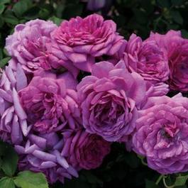 Rosa Mini-Flora Life's Little Pleasures™ (Life's Little Pleasures™)