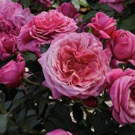 Rosa Floribunda Queen of Elegance™ (Queen of Elegance™)