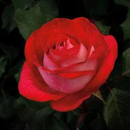 Rosa Hybrid Tea Love At First Sight™ (Love At First Sight™)