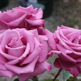 Rosa Grandiflora Fragrant Plum (Fragrant Plum)