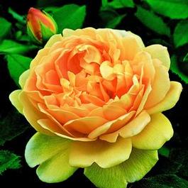 Rosa English Rose Golden Celebration® (Golden Celebration®)