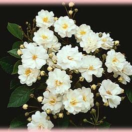 Rosa Miniature Gourmet Popcorn (Gourmet Popcorn)