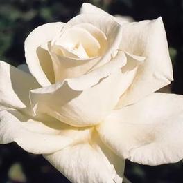 Rosa Hybrid Tea Honor™ (Honor™)
