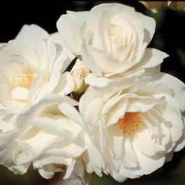 Rosa Climber Iceberg Cl. (Iceberg Cl.)