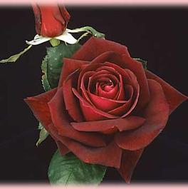Rosa Hybrid Tea Ink Spots (Ink Spots)