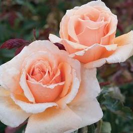 Rosa Hybrid Tea Just Joey (Just Joey)