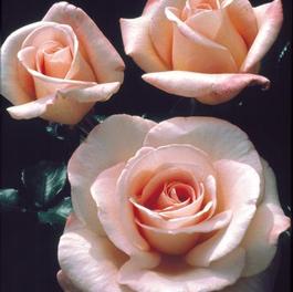 Rosa Hybrid Tea New Zealand (New Zealand)