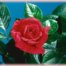 Rosa Hybrid Tea Oklahoma (Oklahoma)