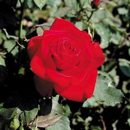 Rosa Hybrid Tea Olympiad™ (Olympiad™)