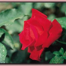 Rosa Hybrid Tea Opening Night™ (Opening Night™)